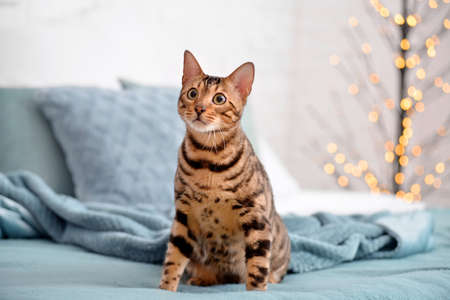 Cute cat with warm plaid on bed. Concept of heating seasonの写真素材