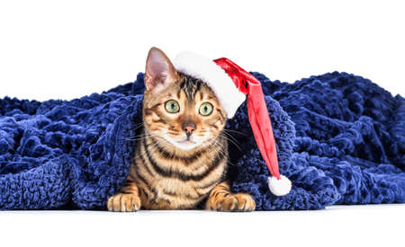 Cute cat with warm plaid and Santa hat on white backgroundの写真素材