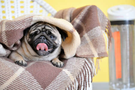 Cute pug dog with warm plaid at home. Concept of heating seasonの写真素材