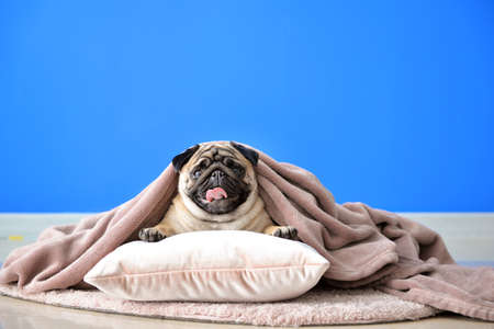 Cute pug dog with warm plaid and pillow at home. Concept of heating seasonの写真素材
