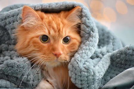 Cute cat lying under warm plaid at home. Concept of heating seasonの写真素材