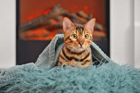 Cute cat near fireplace at home. Concept of heating seasonの写真素材