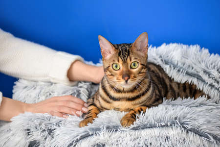 Owner with cute cat at homeの写真素材