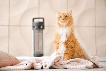 Cute cat with warm plaid near electric heater at home. Concept of heating seasonの写真素材
