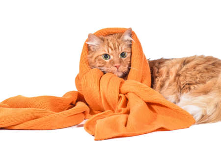Cute cat with warm scarf on white background. Concept of heating seasonの写真素材
