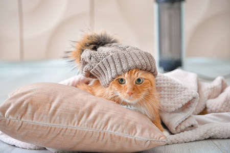 Cute cat with warm plaid and hat near electric heater at home. Concept of heating seasonの写真素材