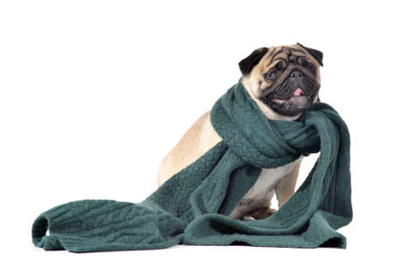 Cute pug dog with warm scarf on white background. Concept of heating seasonの写真素材