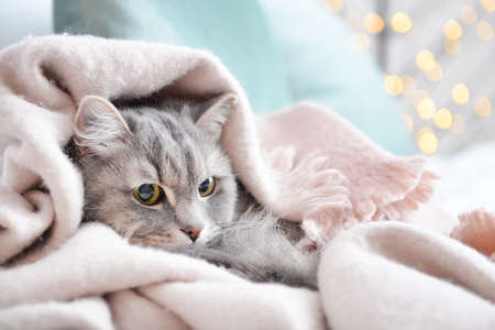 Cute cat with warm plaid at home. Concept of heating season