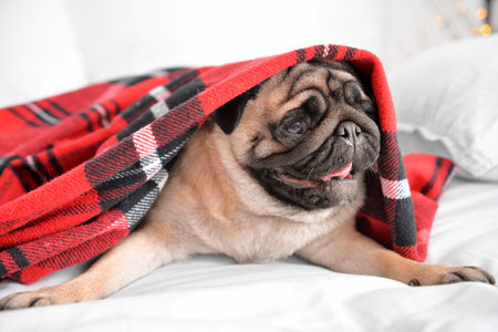 Cute pug dog with warm plaid on bed. Concept of heating seasonの写真素材