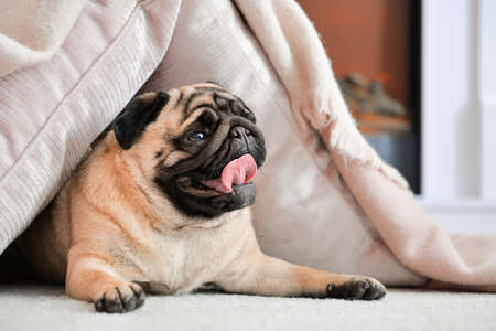 Cute pug dog with warm plaid and pillows at home. Concept of heating seasonの写真素材