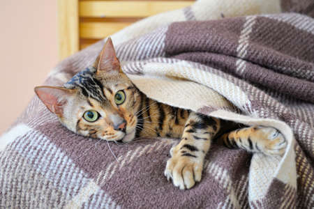 Cute cat with warm plaid at home. Concept of heating seasonの写真素材