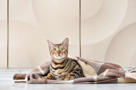 Cute cat with warm plaid at home. Concept of heating seasonの写真素材