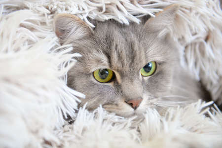 Cute cat with warm plaid, closeup. Concept of heating seasonの写真素材