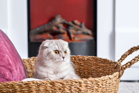 Cute cat near fireplace at home. Concept of heating seasonの写真素材