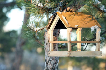 Bird feeder hanging on pine tree in forestの写真素材