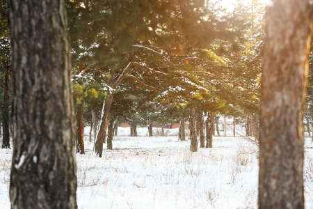 Pine trees in forest on winter dayの写真素材