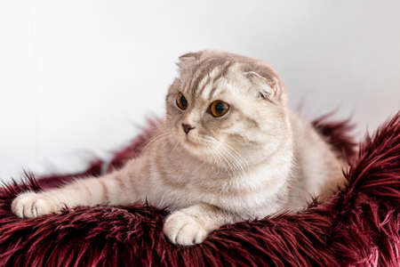 Cute cat with warm plaid on chair. Concept of heating seasonの写真素材