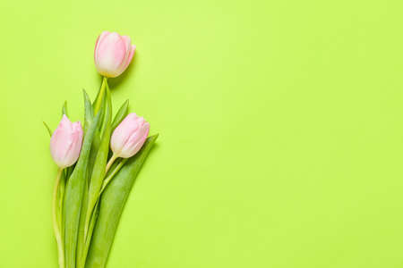 Beautiful tulip flowers on color backgroundの写真素材