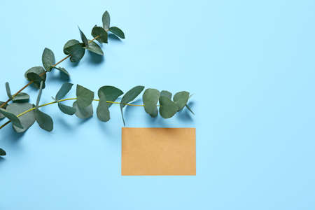 Eucalyptus branches and empty card on color backgroundの写真素材