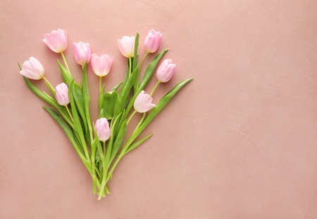 Beautiful tulip flowers on color background