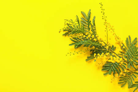 Beautiful blooming mimosa branch on color backgroundの写真素材