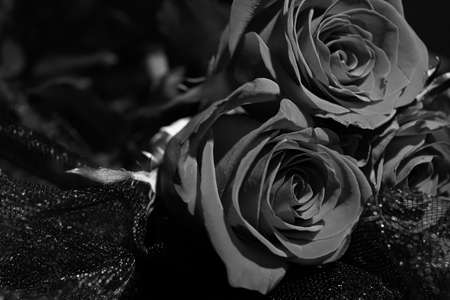 Beautiful roses on dark fabric backgroundの写真素材