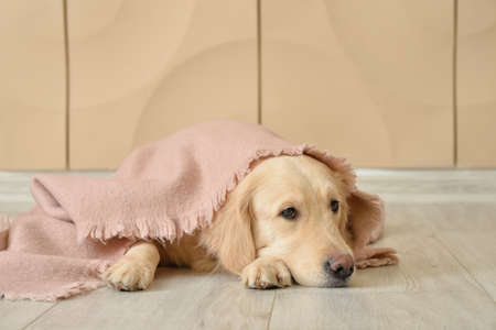Cute dog covered with warm plaid at home. Concept of heating seasonの写真素材