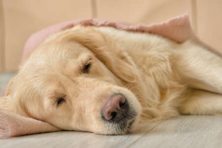 Cute dog covered with warm plaid at home. Concept of heating seasonの写真素材