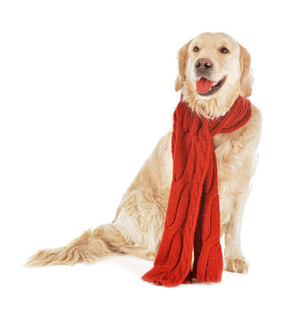 Cute dog with warm scarf on white background. Concept of heating seasonの写真素材