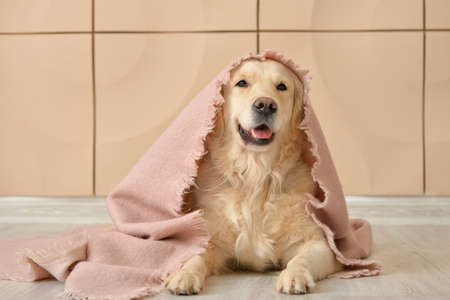 Cute dog covered with warm plaid at home. Concept of heating season