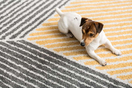 Cute funny dog lying on soft carpet at homeの写真素材