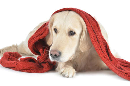Cute dog with warm scarf on white background. Concept of heating seasonの写真素材