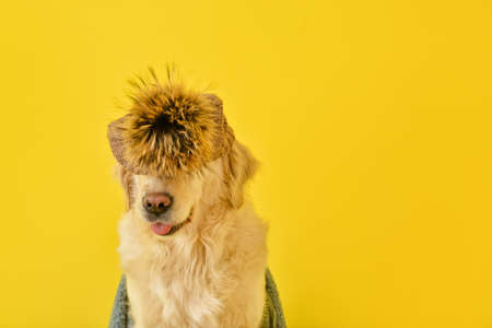 Cute dog in warm hat on color background. Concept of heating seasonの写真素材