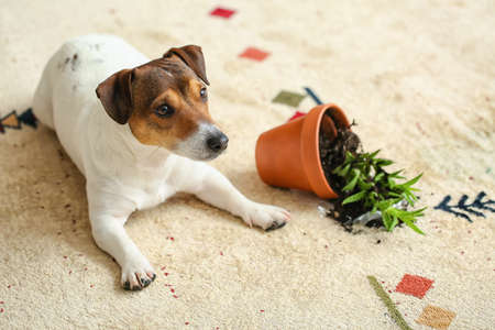 Naughty dog near overturned houseplant on carpet