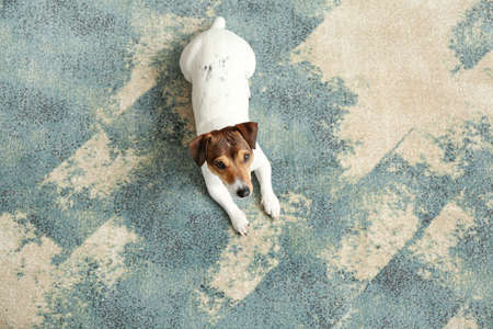 Cute funny dog lying on soft carpet at home