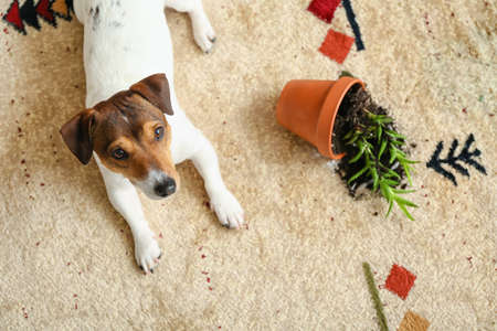 Naughty dog near overturned houseplant on carpetの写真素材