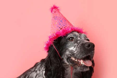 Cute dog in birthday hat on color backgroundの写真素材