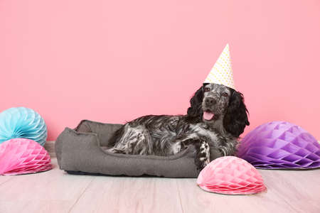 Cute dog celebrating birthday at home