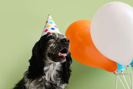 Cute dog in birthday hat and with balloons on color backgroundの写真素材