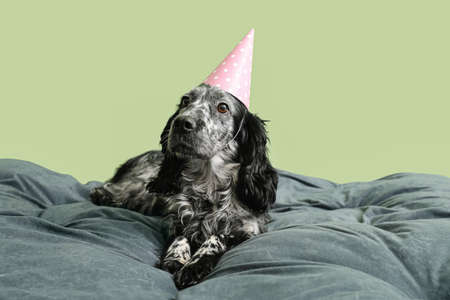 Cute dog in birthday hat on color background