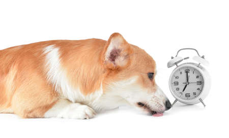 Cute dog with alarm clock on white backgroundの写真素材