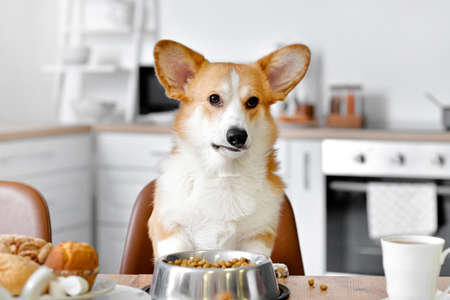 Cute funny dog at table in kitchenの写真素材