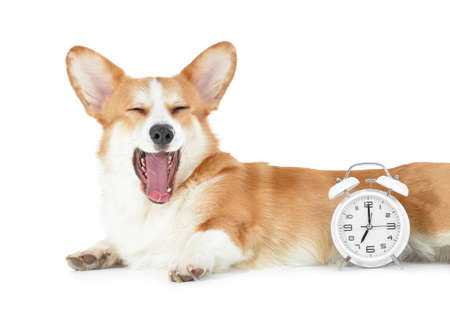 Cute dog with alarm clock on white backgroundの写真素材
