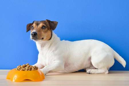 Cute dog near bowl with dry food on color backgroundの写真素材