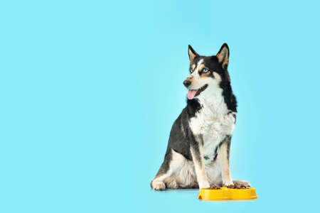 Cute dog near bowl with dry food on color backgroundの写真素材