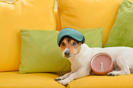 Cute dog with alarm clock and sleep mask on sofa at homeの写真素材