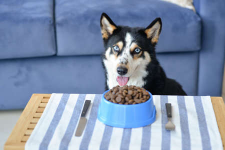 Cute funny dog at table with bowl of food