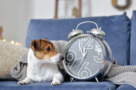 Cute dog with alarm clock on sofa at homeの写真素材