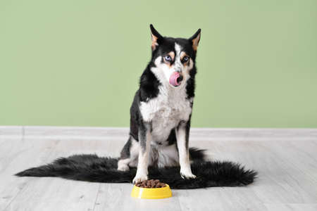 Cute funny dog near bowl with food at homeの写真素材