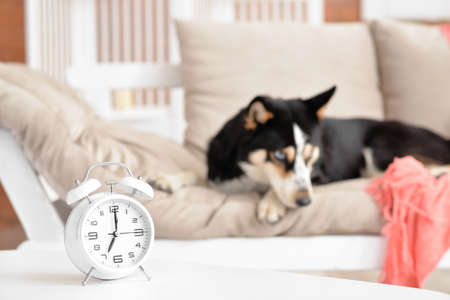 Alarm clock on table and cute dog lying on sofa at homeの写真素材
